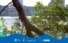 Fotografia horizontal, plano médio. A imagem é dividida pelo contraste entre a natureza em primeiro plano e a arquitetura ao fundo. Um grande tronco escuro, possivelmente de mangue, ocupa o centro do primeiro plano, estendendo-se diagonalmente da base para o topo. Galhos e folhas verdes brilhantes de arbustos ribeirinhos emolduram a foto à direita e na parte inferior central. No segundo plano, a água do rio ou baía, em tons de cinza e prata, reflete a luz, criando um efeito de ondulação. Flutuando ao longe, uma pequena canoa escura é visível. Na linha do horizonte, a arquitetura de Paranaguá se destaca: uma fileira de casas coloniais coloridas, com fachadas brancas, azuis e amarelas, e telhados vermelhos. Uma torre de igreja ou catedral é parcialmente visível no canto superior direito, por trás da vegetação. A iluminação é suave, destacando a textura do tronco e as cores das casas. Na base, há uma faixa azul com o logo do projeto e os créditos.