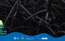 Fotografia horizontal, utilizada como fundo de uma peça gráfica. Em primeiro plano, textura densa de raízes aéreas de mangue escuras, sob iluminação baixa. À esquerda, um círculo translúcido com tons de verde e amarelo sobrepõe a imagem. Abaixo, uma faixa azul curva simula a superfície da água. No centro da faixa, o título Pá na Água, e abaixo, logos do Governo Federal e instituições parceiras. A atmosfera é de ecossistema úmido e misterioso.