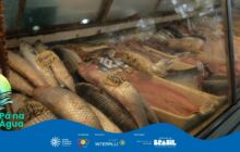 Fotografia horizontal em plano detalhe, com sobreposições gráficas. A cena principal, sob luz artificial, é um balcão refrigerado de vidro, exibindo diversos peixes. A vitrine está cheia de peixes frescos dispostos em bandejas de plástico. Em primeiro plano, no canto inferior esquerdo, vários peixes inteiros, prateados, de escamas grandes, possivelmente tainhas, estão empilhados. Um deles tem uma etiqueta amarela colada com a palavra "TAINHA" e o preço "12,00 R$". No centro, filetes de peixe de cor rosada e carne branca preenchem bandejas retangulares, contrastando com os peixes inteiros. Outras etiquetas de preço amarelas estão visíveis. O interior da vitrine está molhado e reflete a luz. O vidro do balcão tem um leve embaçamento e está um pouco sujo. A porção inferior da imagem é coberta pela faixa azul do projeto "Pá na Água", com seu logotipo à esquerda e os logos de patrocinadores e realizadores, incluindo o Governo Federal, à direita.
