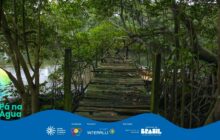 Fotografia horizontal de um trapiche rústico em ruínas, avançando sobre a água escura de um rio em área de manguezal. O trapiche ocupa o centro da imagem, feito de tábuas de madeira desgastada e musgosa, sustentadas por pilares verticais. Suas linhas guiam o olhar do espectador para o fundo. [PAUSA BREVE] Toda a composição é enquadrada pela densa vegetação de mangue, com troncos finos e raízes aéreas escuras nas laterais. O rio, de águas calmas e escuras, reflete a copa das árvores. [PAUSA BREVE] No canto inferior esquerdo, uma pequena parte do bico de uma canoa ou caiaque amarelo e verde-claro é visível, contrastando com o ambiente natural escuro. O topo da imagem, acima do trapiche, revela um pequeno pedaço de céu claro, que fornece a iluminação. [PAUSA BREVE] A cena evoca a passagem do tempo e a integração da estrutura humana com a natureza. Na parte inferior, uma faixa azul contém os logos e o título "Pá na Água".