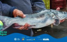 Fotografia horizontal em plano médio. Em primeiro plano, um peixe de água doce de cor prateada e azulada, grande e alongado, está sendo seguro na horizontal pelas mãos de um pescador, em uma área de mercado ou feira. O peixe, provavelmente um bagre (pintado ou cachara), tem o corpo brilhante, barbatanas peitorais visíveis e longos barbilhões perto da boca. O pescador veste uma blusa de manga comprida azul escura. Ele usa a mão esquerda para segurar a cauda e a direita para apoiar o corpo do peixe, próximo à cabeça. Ao fundo, fora de foco (bokeh), cores escuras e caixas plásticas vermelhas e amarelas empilhadas em uma área de sombra. O fundo desfocado sugere uma feira ou mercado de peixes. A iluminação é neutra, suave, destacando a textura lisa e úmida da pele do peixe. O canto inferior esquerdo tem um logo verde-azulado do projeto "Pá na Água". Uma tarja azul escura ocupa a parte inferior, com logotipos de patrocínio.