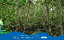 Fotografia horizontal em plano geral, capturando a densa vegetação de um manguezal. A cena é dominada por troncos finos e retos de árvores de mangue, dispostos verticalmente por toda a composição. Em primeiro plano e na base, destacam-se as raízes escuras e emaranhadas, que se elevam do solo lodoso, criando uma rede intrincada. A cor predominante é o verde escuro das folhas e o marrom acinzentado e preto dos troncos e raízes. A folhagem densa, com folhas grandes, ocupa o terço superior e as laterais, criando uma sensação de fechamento. A luz é difusa, sugerindo um dia nublado ou sombra da copa. O solo escuro e a presença de água na base das raízes indicam o ambiente úmido do mangue. A atmosfera é densa, selvagem e texturizada. Na parte inferior, uma faixa azul contém o logo do projeto "Pá na Água" à esquerda e os logotipos de apoio no centro e à direita.