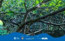 Fotografia horizontal em plano fechado, dominada pela densidade da vegetação do manguezal. O primeiro plano é preenchido por troncos e galhos cinza-escuros e marrons que se cruzam horizontalmente e diagonalmente. As superfícies dos troncos têm texturas rugosas e ásperas. Raízes aéreas finas e escuras caem em direção à água. Folhagens verdes vibrantes, sob luz fraca do sol, pontuam os galhos na parte superior. A luz é filtrada pela copa das árvores. O plano de fundo é composto pela água escura, quase preta, do mangue, que reflete as sombras dos troncos e um pequeno trecho de folhagem verde. A cena é uma imersão na complexidade e na penumbra da mata de mangue. O tronco principal, em diagonal no centro da imagem, cria uma linha guia que divide o verde superior do reflexo escuro inferior. Na parte inferior esquerda, em sobreposição, o logo "Pá na Água" aparece.