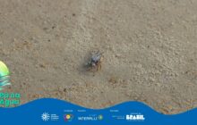 Plano médio de um pequeno caranguejo centralizado na areia bege. O caranguejo é marrom-claro e está parcialmente camuflado, coberto com grãos de areia, o que lhe confere um aspecto branco acinzentado e áspero. Ele possui olhos pequenos no topo do corpo e suas garras dianteiras estão discretamente à frente. A areia é grossa, com pedrinhas de cor ocre e branca misturadas. A iluminação é uniforme, vinda de cima. O fundo é uma extensão desfocada da mesma areia, preenchendo o quadro. A composição destaca a fragilidade e a camuflagem do animal em seu habitat natural. Logotipos institucionais aparecem no canto inferior.